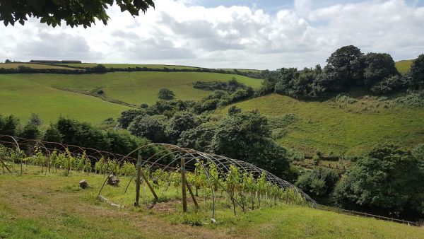 Kilbol Country Cottages - Bluebell