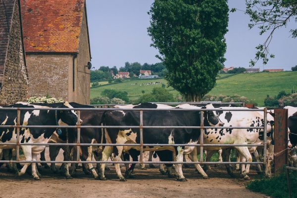 Little Dairy