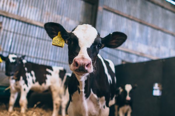 Little Dairy