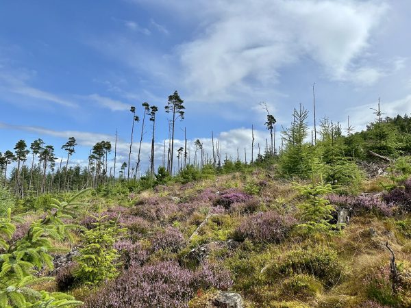 Meikle Balloch