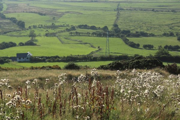 Moorside Glamping Pods - Withy Bottom