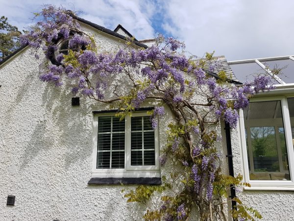 Neuadd Wen - Branwen
