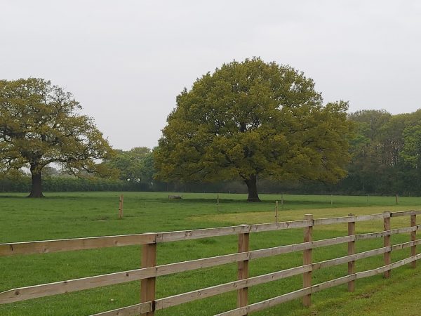 Oak Tree Farm - The Barn