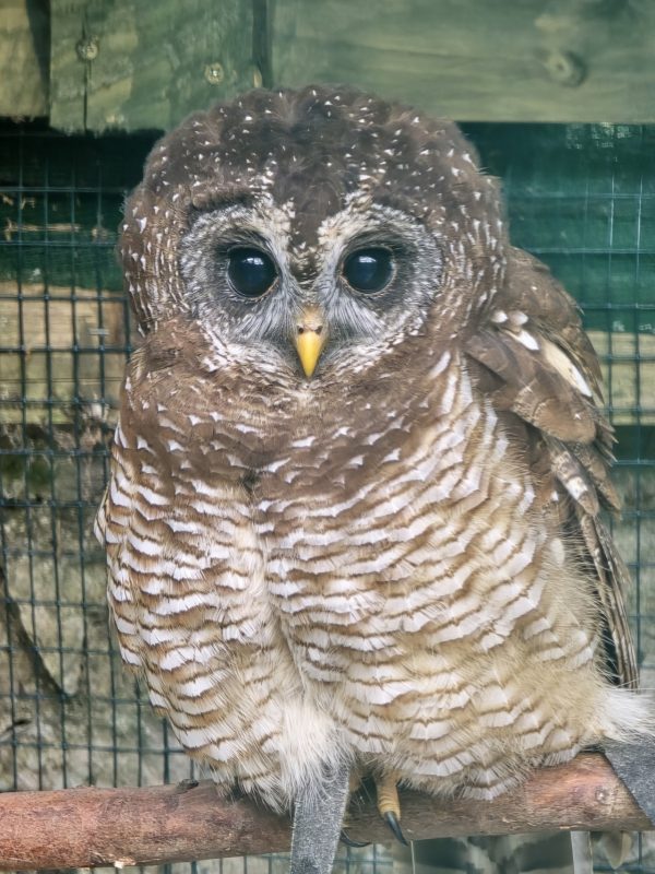 Owl