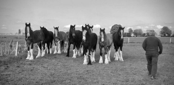 Shire Horse Barn