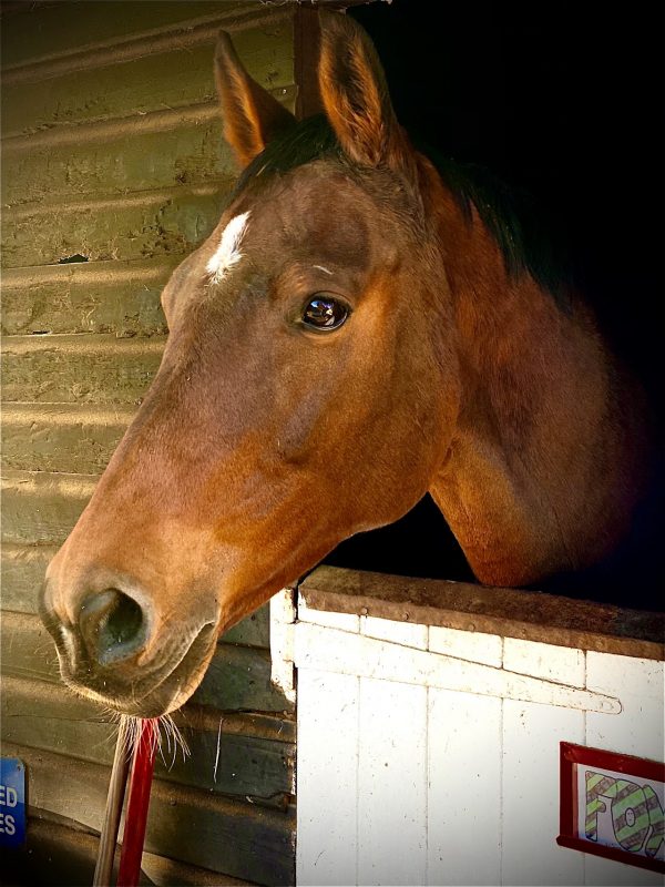Stable