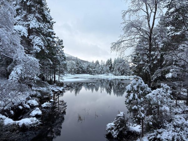 Stag’s Hide