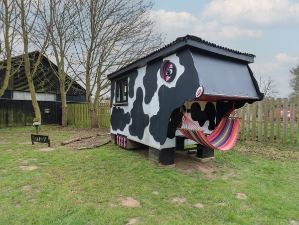 Daisy (Cow Shed 1)