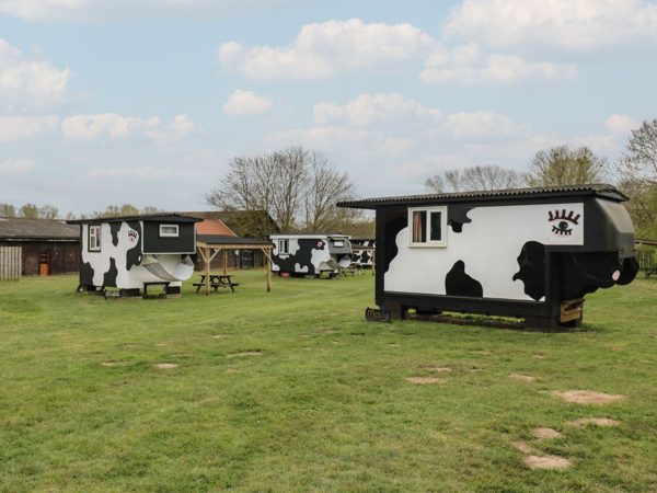 Carabelle (Cow Shed 7)