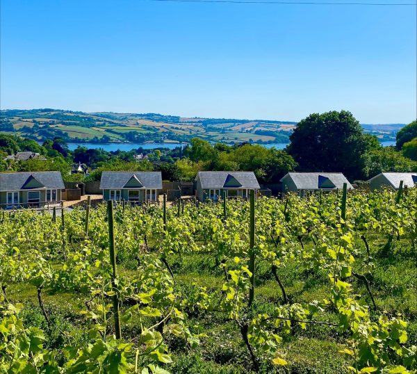 The Old Vines