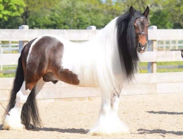 The Saddlery