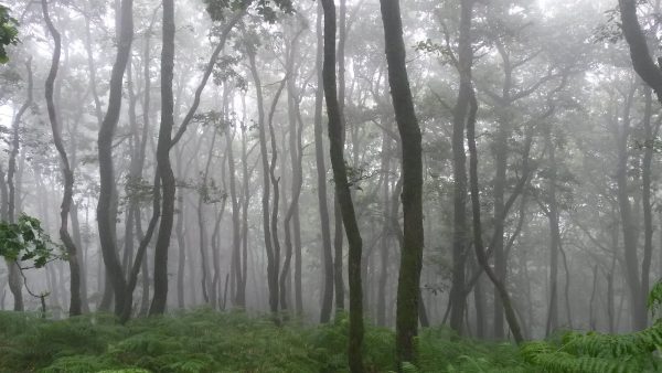 The Woodland