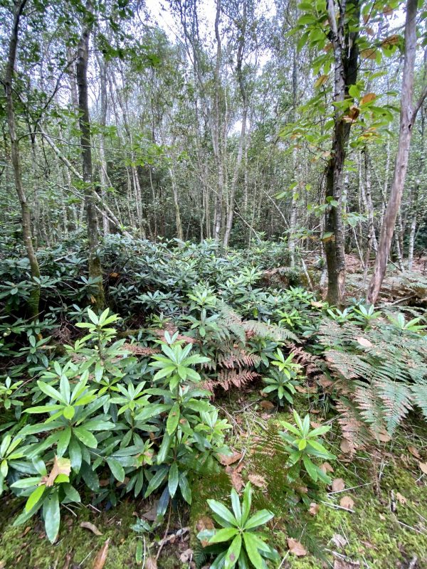 Views Wood