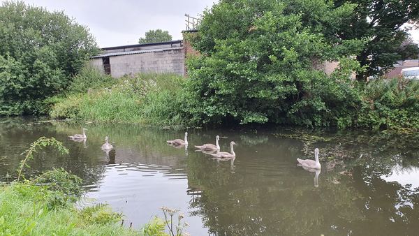 Adlington