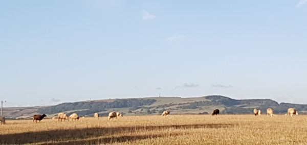 Arreton