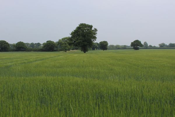 Barlby