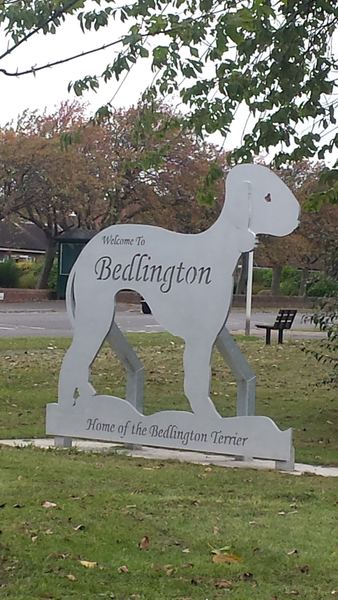 Bedlington