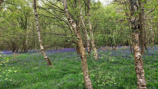 Binley Woods