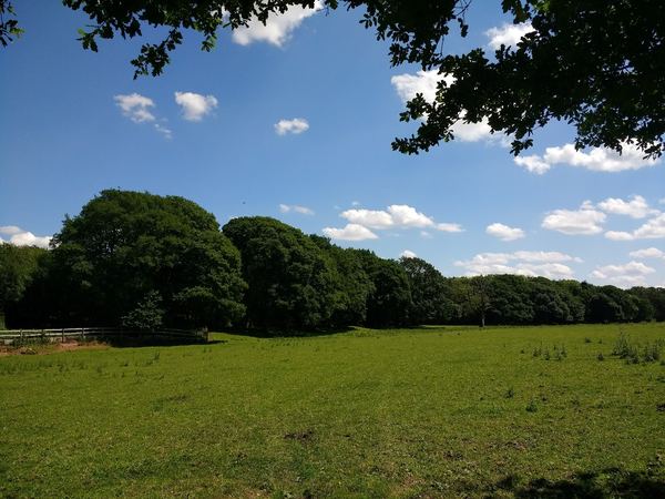 Bishops Wood
