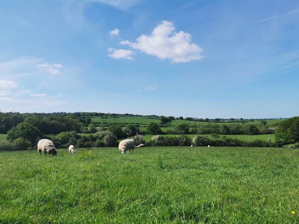 Boars Hill
