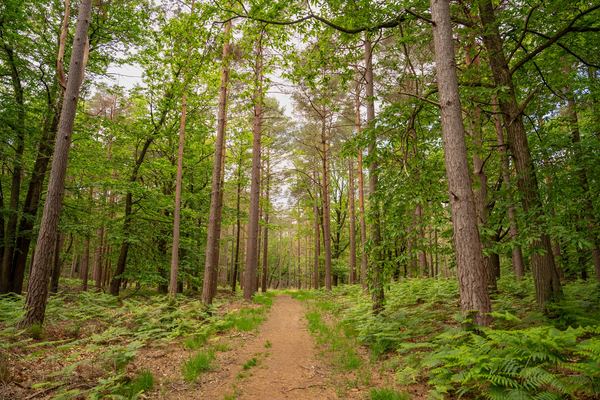 Bracknell Forest
