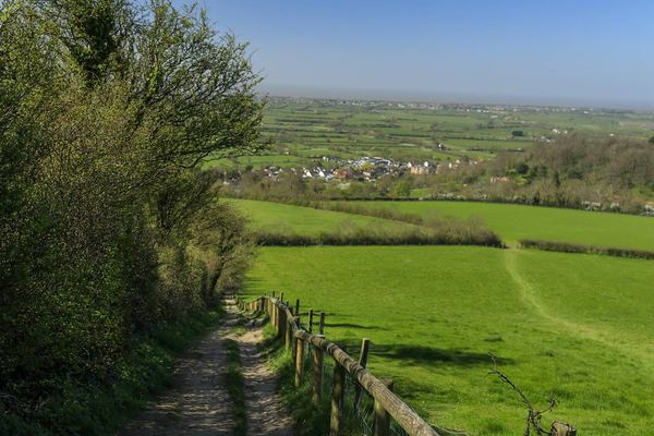 Brent Knoll