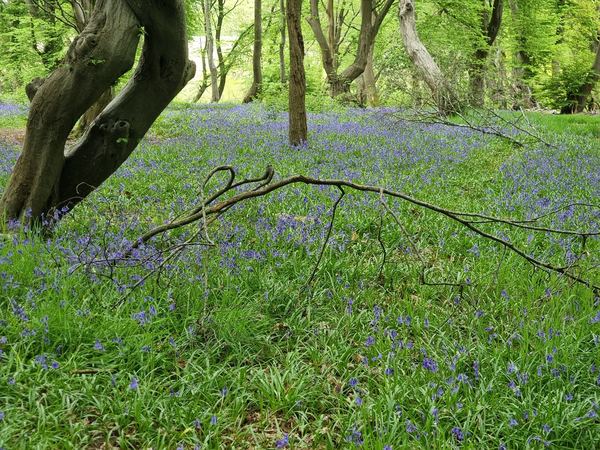 Bricket Wood