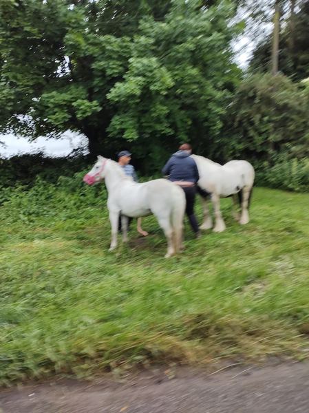 Bulkington