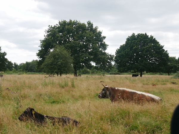 Castlemorton
