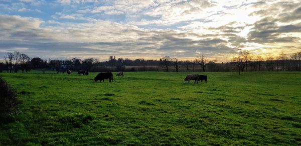 Chelford