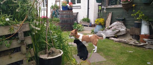 Corrie