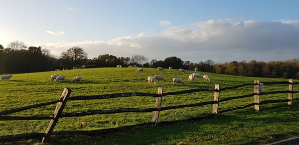 Crawley Down