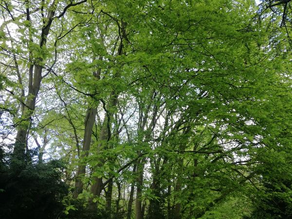 Cuffley