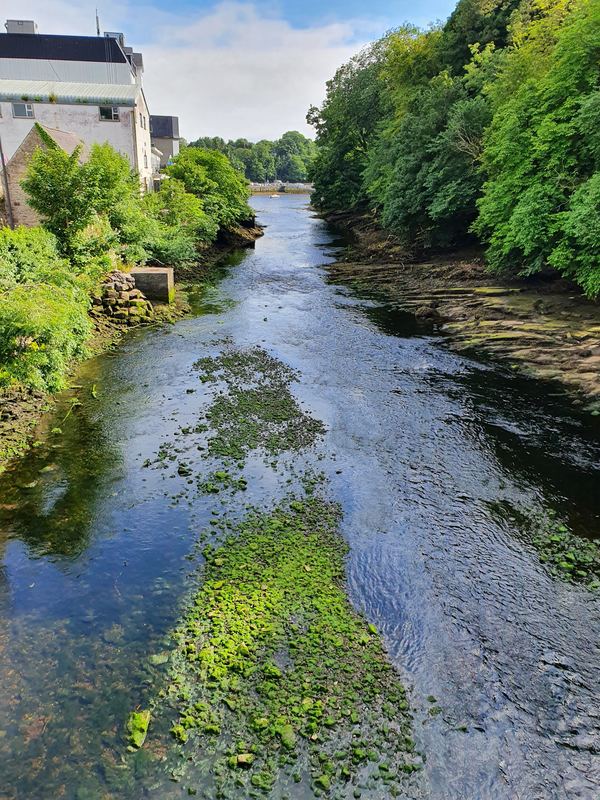 Donegal