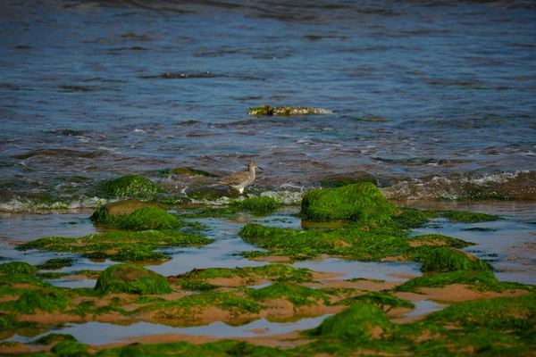 Embleton