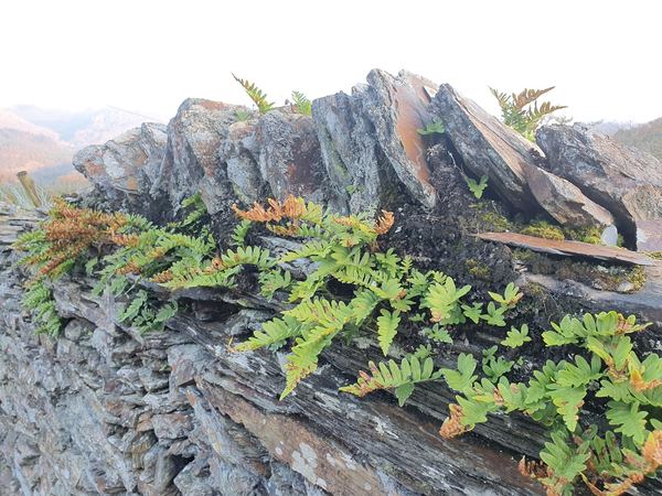 Ffestiniog
