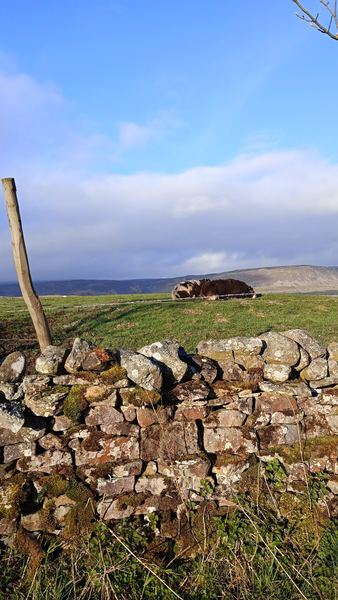 Forest-in-Teesdale