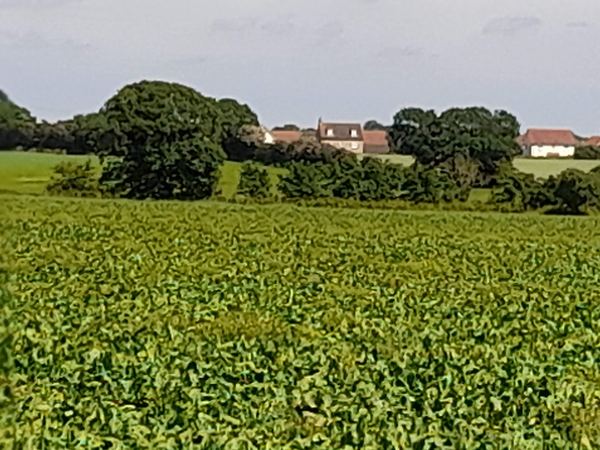 Gisleham