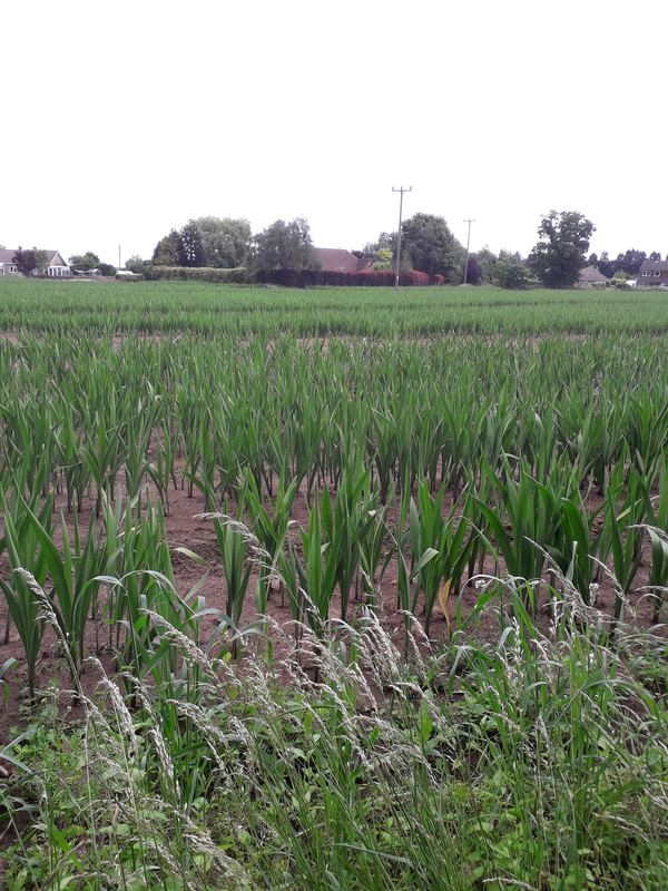 Holbeach