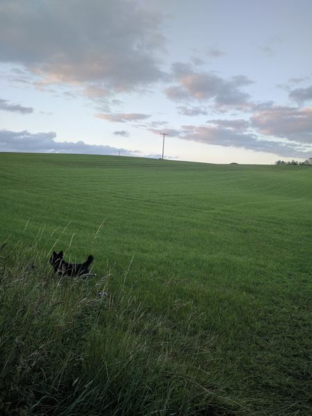 Horsemans Green