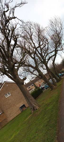 Houghton Regis
