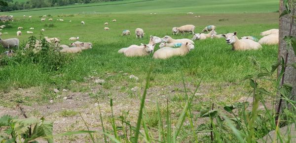 Killinghall