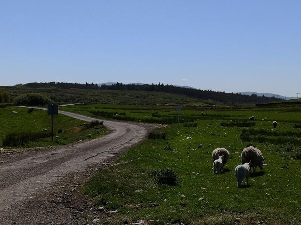 Kinbrace