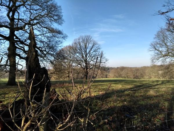 Knockholt