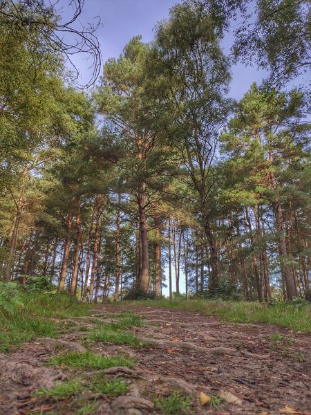 Lower Kingswood