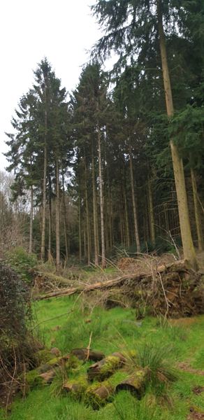 Mid Holmwood