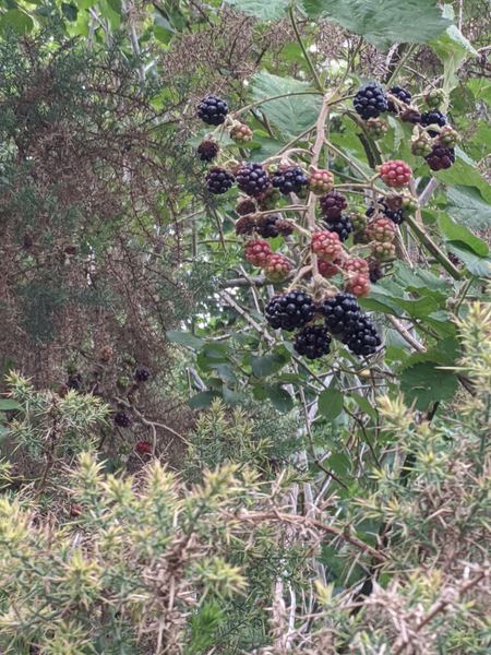 Mountain Ash