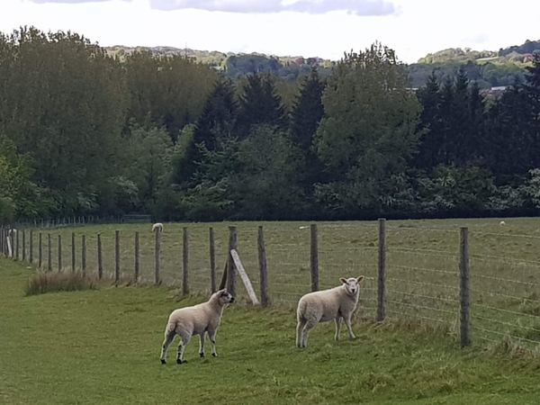 Nutfield