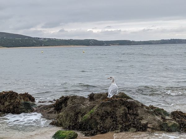 Oxwich
