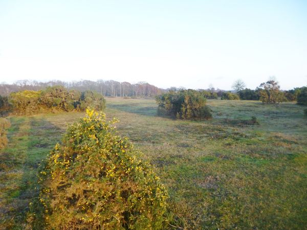 Plaitford
